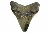 Serrated, Fossil Megalodon Tooth - North Carolina #338544-1